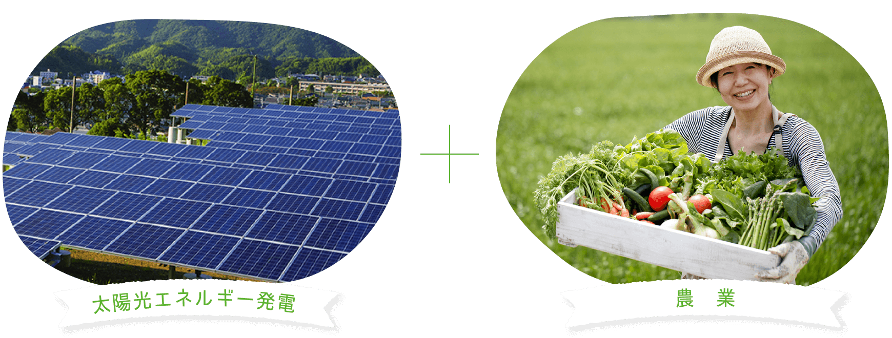 ミライ型農業プロジェクトの目的 ソーラーシェアリング事業を通して、持続可能なエネルギー社会へ貢献する