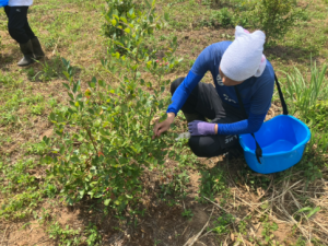 アグリサスの畑だより：「ブルーベリーへの愛」が社員の笑顔を創る！