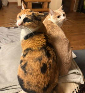 【副社長ブログ】新卒4年目・若きリーダーの年末年始。心機一転、リフレッシュの舞台裏